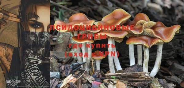 PSILOCYBIN Бугульма