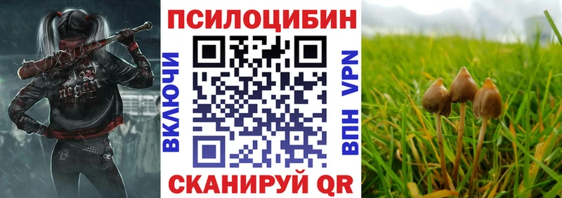 купить наркотик Новосокольники Галлюциногенные грибы Psilocybine cubensis